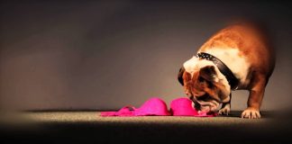 “Δυόμισι Φόνοι και ένα μπουλντόγκ” στη Σύρο