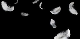 Hunters: Feathers in the Wind, Νικόλαος Παναγιωτόπουλος