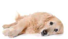 Έχει και ο σκύλος τα όρια του