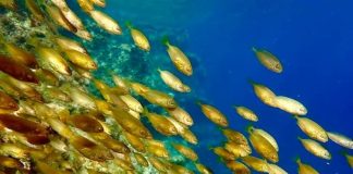 ΥΔΡΟΥΣΑ – πηγή Τέχνης στο χώρο Τέχνης Αδαμαντία – Adamantia Art Space