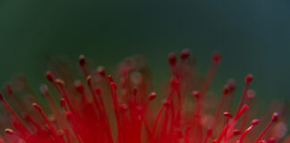 “little miracles”, έκθεση φωτογραφίας από την Εύα Μπέρλερ στην iFocus Photo Gallery