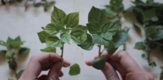 Θεωρήματα 4 – Βοτανολογίες: Ζητήματα οικολογίας στις σύγχρονες εικαστικές πρακτικές Θεωρήματα 4 – Βοτανολογίες: Ζητήματα οικολογίας στις σύγχρονες εικαστικές πρακτικές