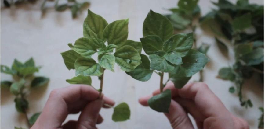 Θεωρήματα 4 – Βοτανολογίες: Ζητήματα οικολογίας στις σύγχρονες εικαστικές πρακτικές